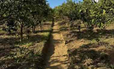 Tanah Dijual di JI. Raya Kintamani, Dausa, Kec. Kintamani, Kab. Bangli, Bali