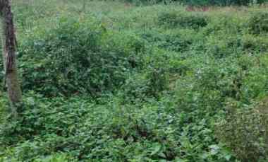 Jual Tanah Kosong Luas di Bojong Kamal, Legok, Tangerang