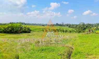 Jual Tanah Murah Pinggir Jalan di Megati Tabanan