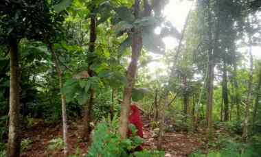 Jual Tanah Pekarangan Murah