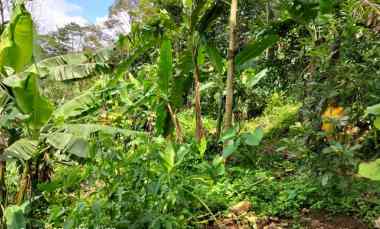 jual tanah perkebunan murah