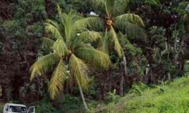 Jual Tanah Pinggiir Jalan Raya Pelabuhan Ratu