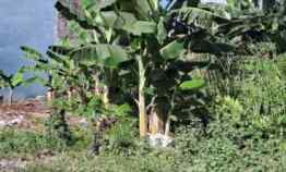 Tanah Dijual di Raya Klampis