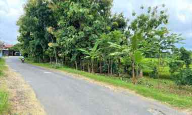 Kebun Alpukat 80 juta Tepi jl Raya Kerjo, Karanganyar