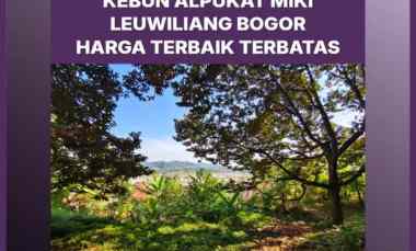 Kebun Alpukat Miki Rp 150 Rb/m di Bogor