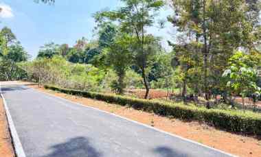 Kebun Buah 1550m 250 juta Mojogedang Karanganyar