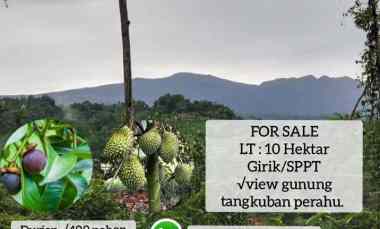 Kebun Durian, Jalan Cagak Subang Jawa Barat