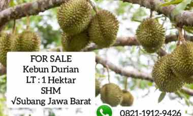Kebun Durian, Jalan Cagak Subang Jawa Barat