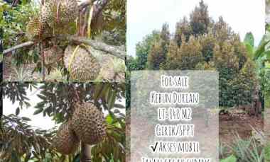 Kebun Durian Manggis, Jalan Cagak Subang Jawa Barat