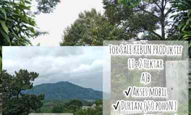 Kebun Produktif, Ada Durian dan Alpuakat, Subang