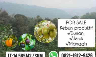 Kebun Produktif, Cijambe Subang Jawa Barat