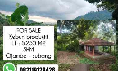 Kebun Produktif, Cijambe Subang Jawa Barat