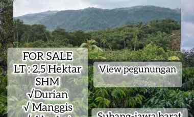 Kebun Produktif,sagalaherang Subang Jawa Barat