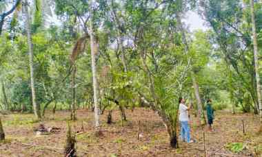 Tanah Murah 20JT /are