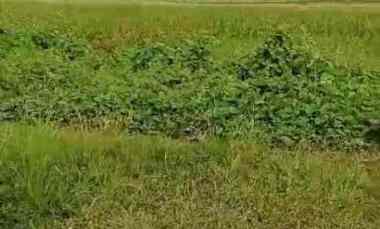 Tanah Dijual di Mundu cirebon jabar