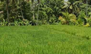 Land For Leasehold in Main Road Tirta Tawar Ubud Bali