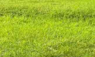 Murah Poll, Tanah Urug, Raya Pacing, Bangsal, Mojokerto