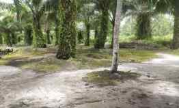 Dijual Lahan Sawit Luas 9 Hektar