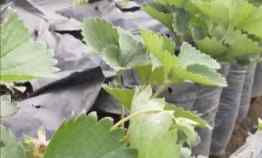 Rumah Villa Ada Kebun Strawberry Siap Petik di Lembang