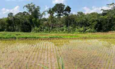 Sawah Subur 1500m2 Utara Pasar Mojogedang Karanganyar