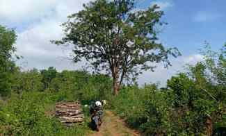 Tanah 4,6 Hektar hanya 75 Ribu Permeter Karanganyar