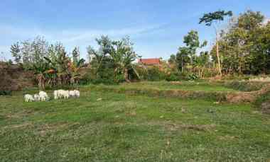 tanah 6746m cocok untuk kebun sragen