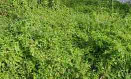 Tanah Dijual di Kesambi kota cirebon