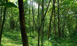 Tanah Kebun Jati Datar Strategis Mojogedang Karanganyar