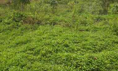 Dijual Tanah Kebun Strategis dan Murah