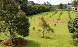 Jual Tanah Kebun Buah Durian Musang King Bogor