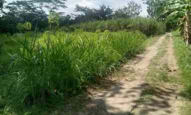 Tanah Cocok untuk Peternakan 200rb/m Karanganyar