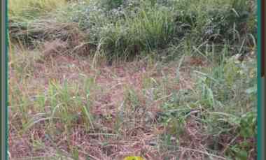 Tanah Darat Strategis di Kalisuren Tajur Halang Bogor