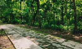 Tanah Subur Kebun Pohon Jati Kedawung Sragen