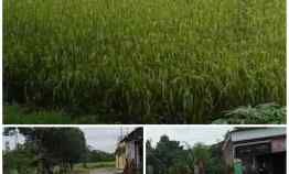 Tanah 2500m2 Muka 20m Delanggu Klaten Jual Cepat 275jt