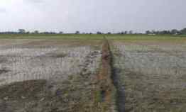 Dijual Tanah Sawah Sekitar 1,5 Hektar Sukatani Bekasi