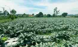 Tanah Komersial di Lembang Bandung