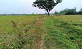 Sawah Produktif 1740m Kedawung Sragen