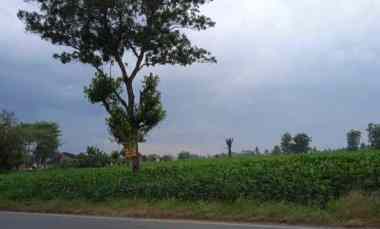 Tanah Dijual di Jl. Lintas Sumatera Terbanggi Subing, Lampung Tengah