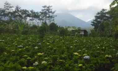 Tanah Dijual di Gobleg, Buleleng, Bali