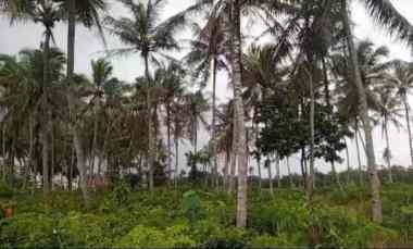 Tanah di Raden Gunawan Negeri Sakti Luas 8000m SHM