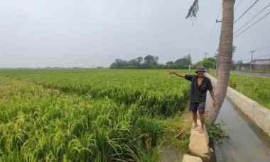 Tanah Dijual Jalan Desa Telukan Grogol Sukoharjo