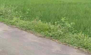 Tanah Dijual di Lokasi wanasaba kecamatan talun cirebon