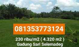 Tanah Dijual di Gadung Sari Selemadeg Tabanan Bali