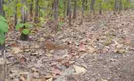 Tanah Kavling Murah di Bawah Pasaran