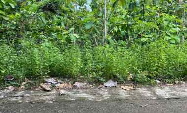 Tanah Dijual di Sambirejo, Sragen, Solo, Jawa tengah