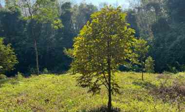 Tanah Idaman 1018m dekat Sungai Karanganyar