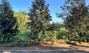 Tanah Idaman Kebun Durian 1737m Mojogedang Karanganyar
