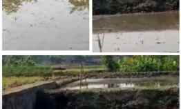 Dijual Tanah 3500m2 untuk Kolam Ikan Lokasi Janti Klaten Jual Cpt 750jt