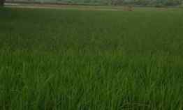 Dijual Sawah Masih Produktif di Rancaekek Bandung