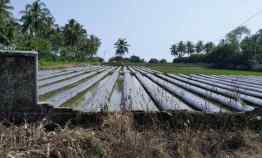 Dijual Cepat Tanah di Panimbang Pandeglang Banten 1.5 Ha Murah